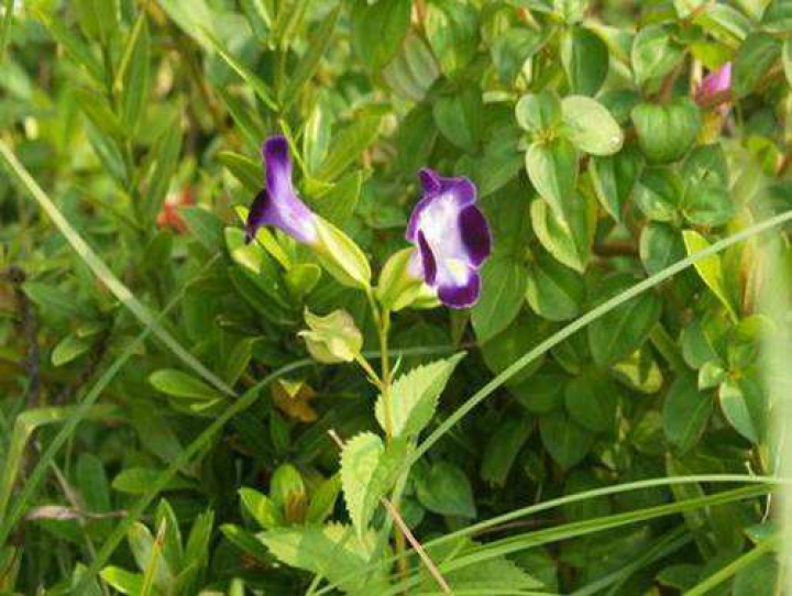 潤(rùn)蒙科技與一木生態(tài)文化簽訂APP開(kāi)發(fā)合同